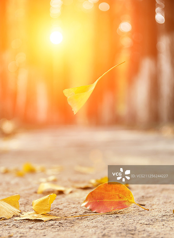 秋天落叶阳光图片素材