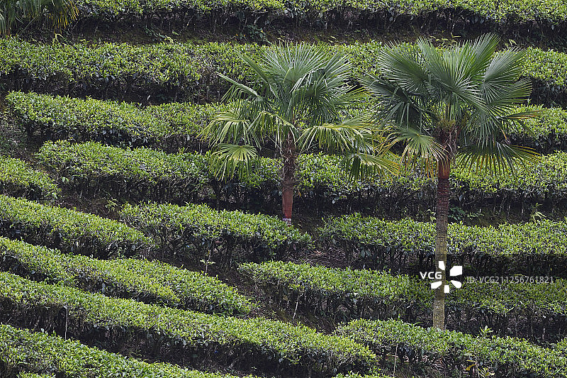 中国云南省德宏州贺新昌森林保护区茶园图片素材