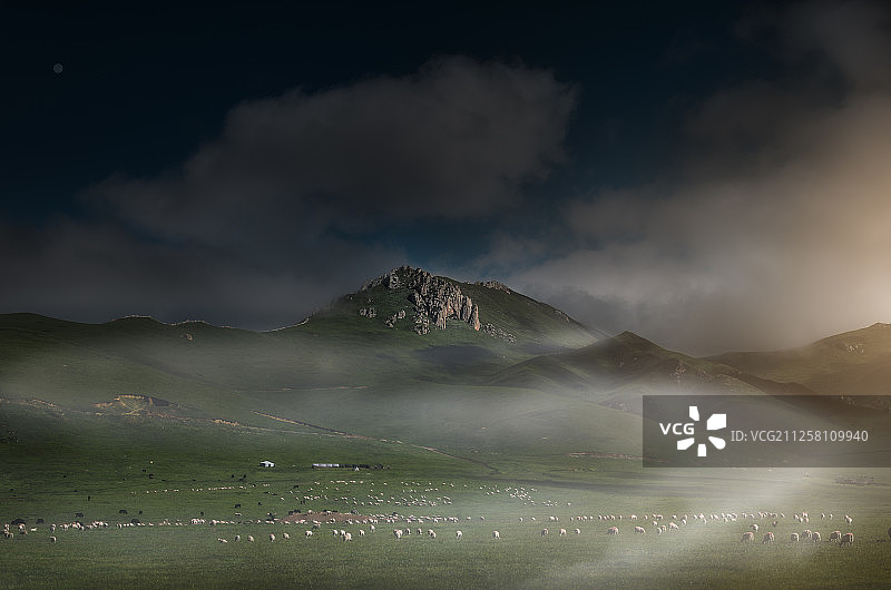 早晨云雾飘渺的川西若尔盖草原上成群的牛羊与远山图片素材