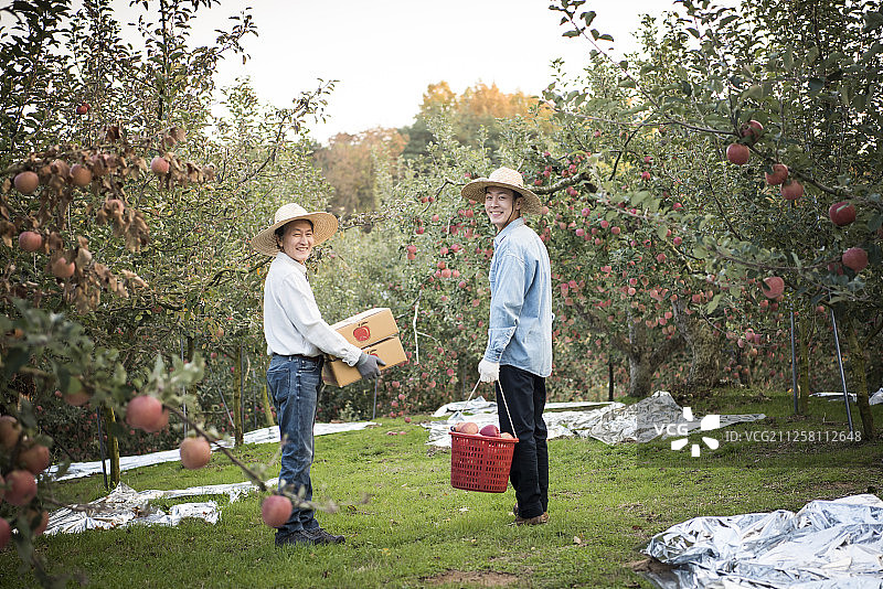 儿子和父亲在果园里拿着苹果盒子和盒子的照片图片素材
