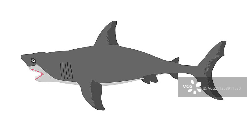 鲨鱼孤立在白色背景图片素材