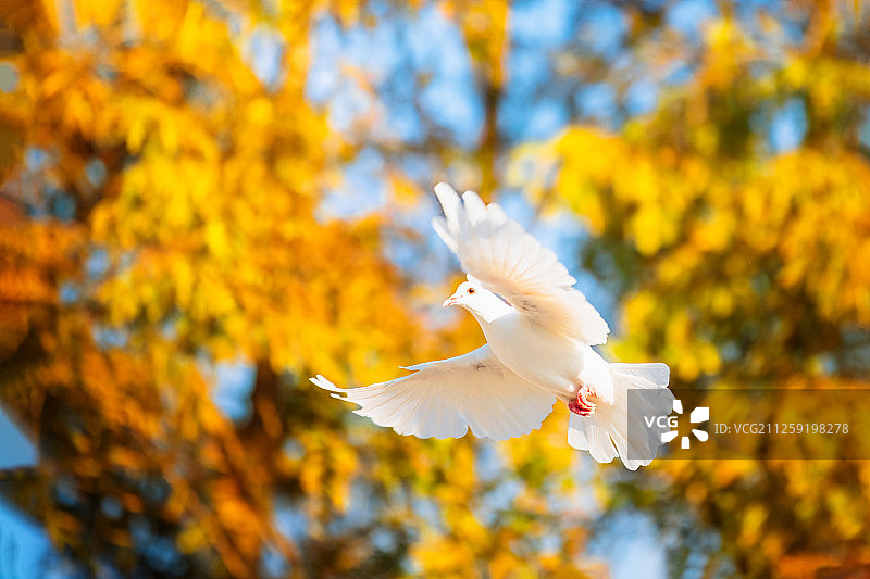 秋色中的白鸽图片素材