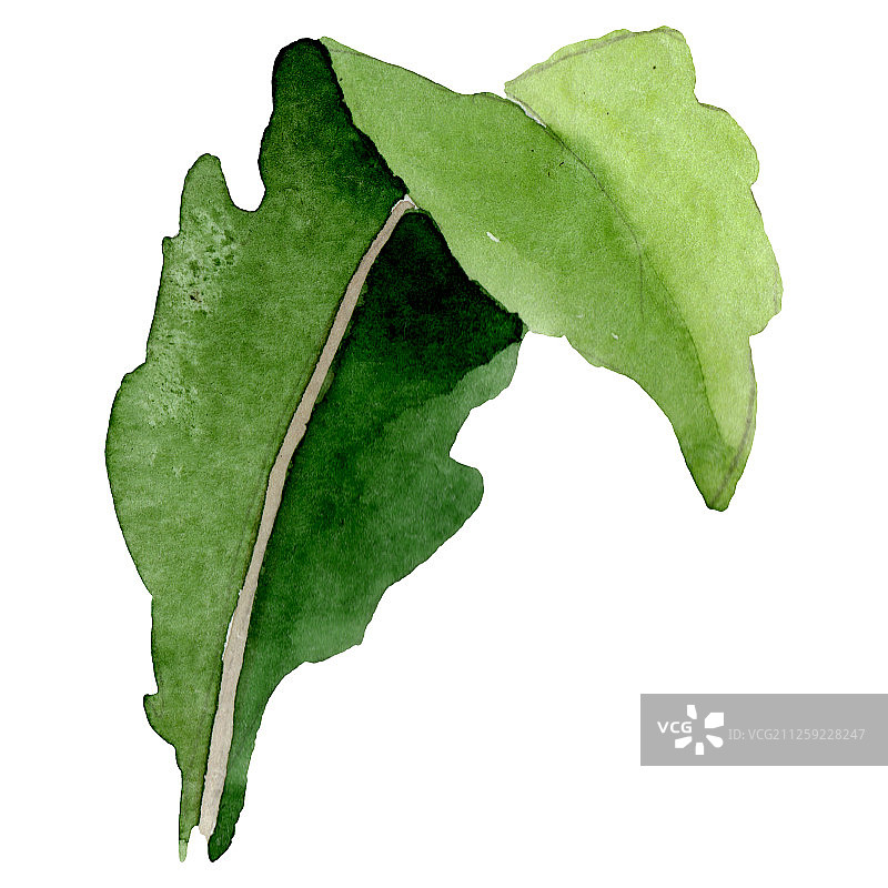 罂粟绿叶。水彩背景插图集。孤立的罂粟插图元素。图片素材