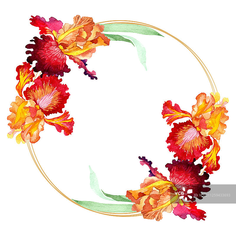 红色大胆遇到鸢尾花植物花。水彩背景插图集。边框装饰方形。图片素材