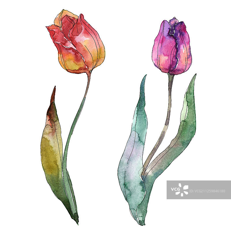 郁金香是一种植物花。水彩背景设置。孤立的郁金香插图元素。图片素材