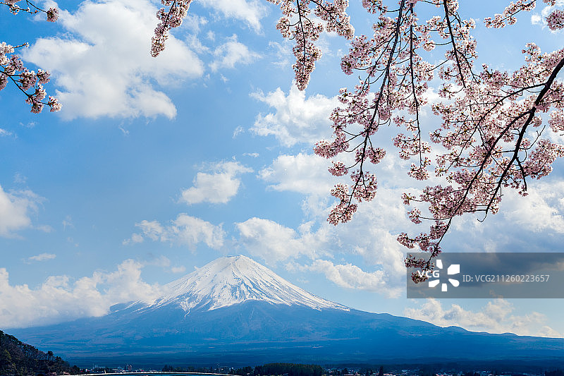 日本山梨县，富士山川口湖上盛开的樱花图片素材