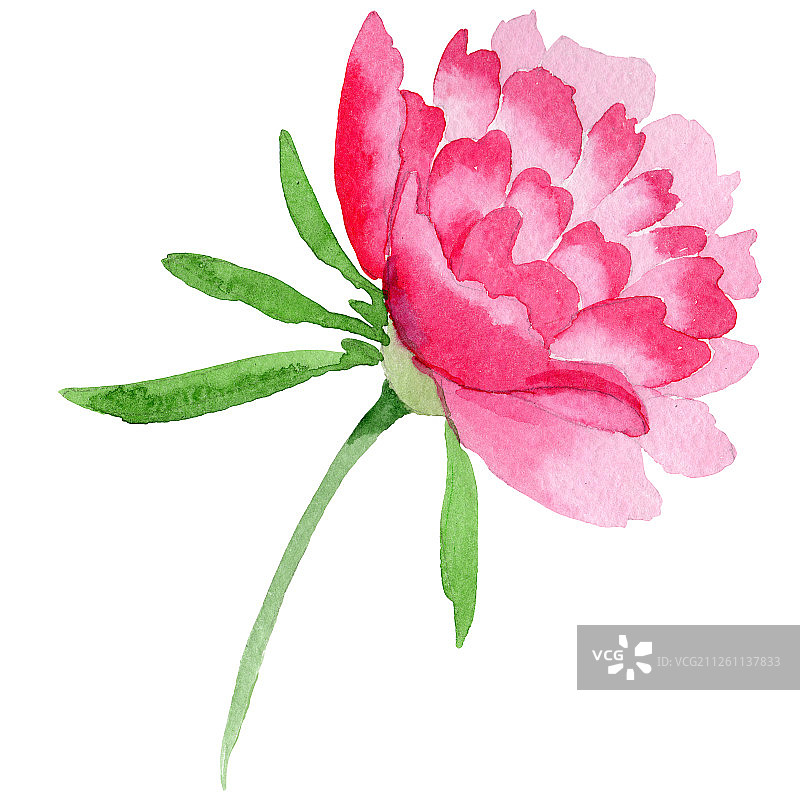 粉红色的牡丹花，绿叶。孤立牡丹插图元素。水彩背景设置。图片素材