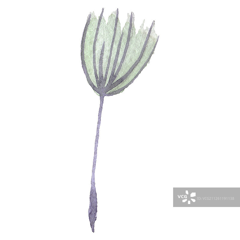 蒲公英的种子。水彩背景插图集。孤立植物插图元素。图片素材
