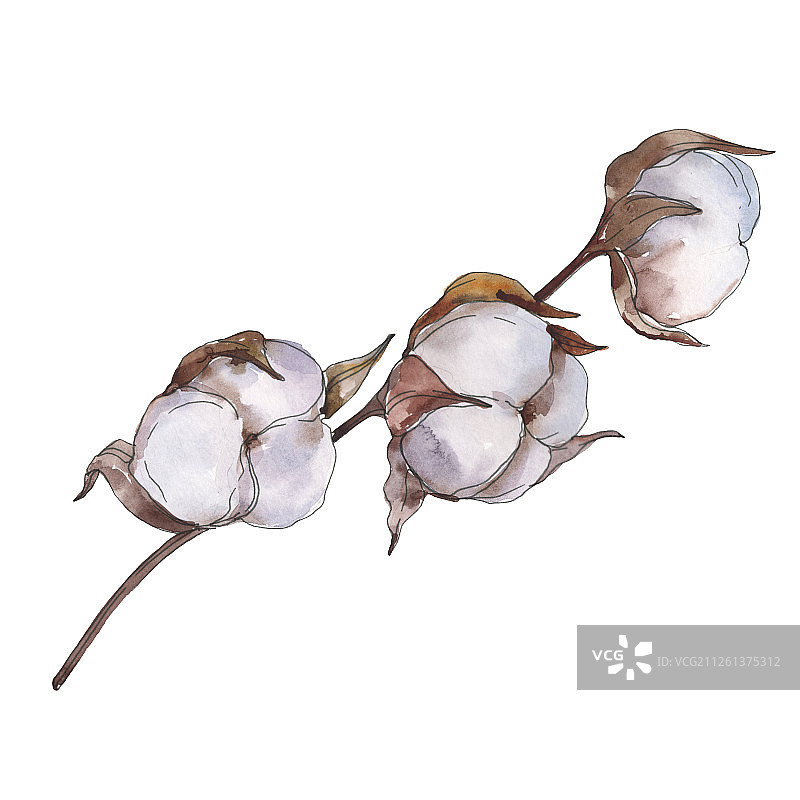 白色的棉花植物花。水彩背景设置。孤立的棉花插图元素。图片素材