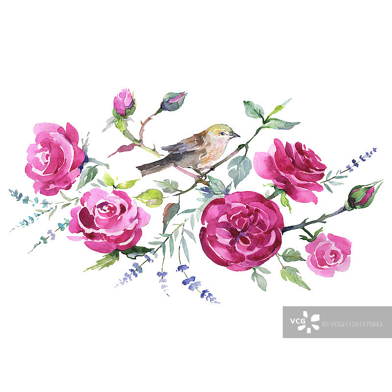 玫瑰花束，植物花。水彩背景设置。孤立的花束插图元素。图片素材