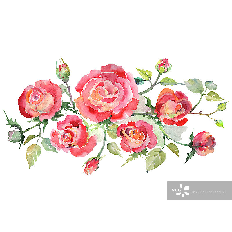 红玫瑰花束植物花。水彩背景设置。孤立的花束插图元素。图片素材
