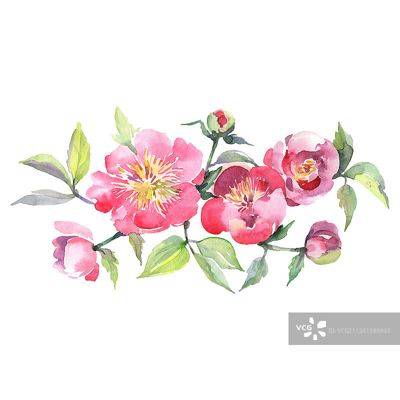 粉红色牡丹花束植物花。水彩背景设置。孤立的花束插图元素。图片素材