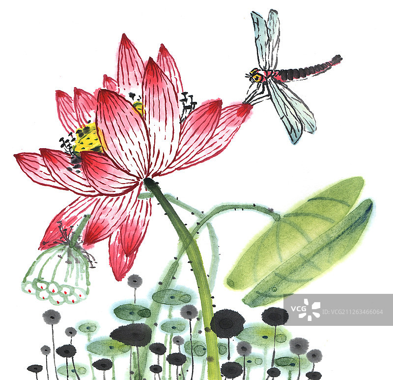 国画水墨插画-绽放的荷花和蜻蜓图片素材