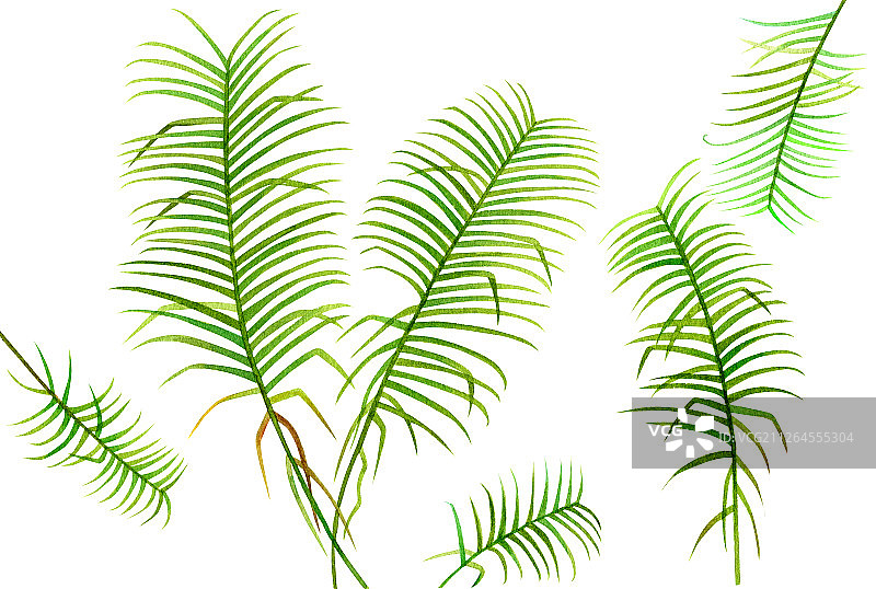 手绘水彩叶子绿植设计水彩插画图片素材