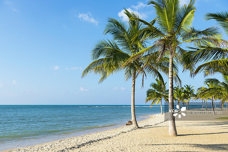 斯里兰卡Passekudah海滩上的椰树。图片素材