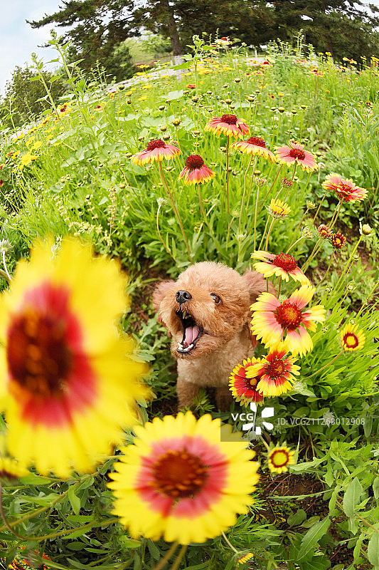 花丛里的贵宾犬图片素材