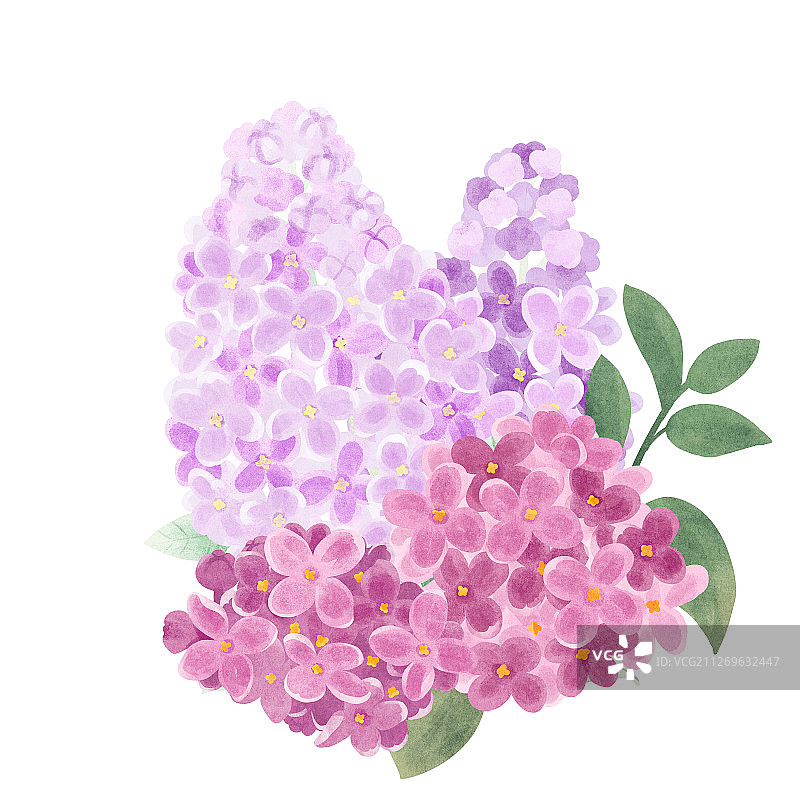 节气五月小满盛开的紫丁香插画图片素材