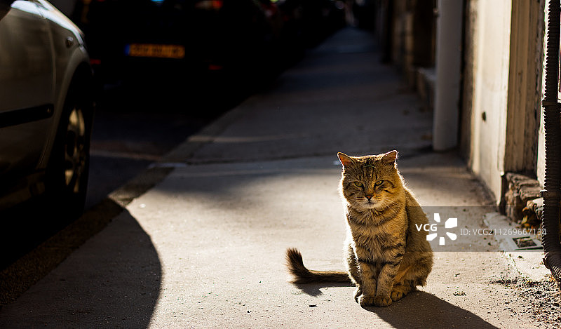 法国第戎市街道上的一只猫的肖像图片素材