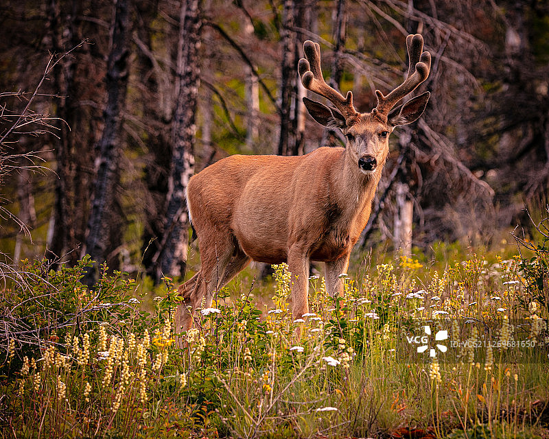 骡鹿肖像，北勃朗宁，冰川国家公园，蒙大拿，美国图片素材