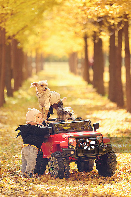 秋景中的小孩和狗图片素材