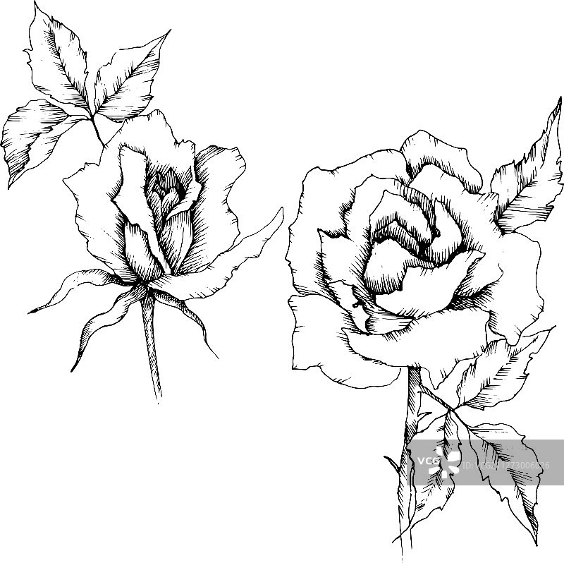 孤立的玫瑰花柱图片素材