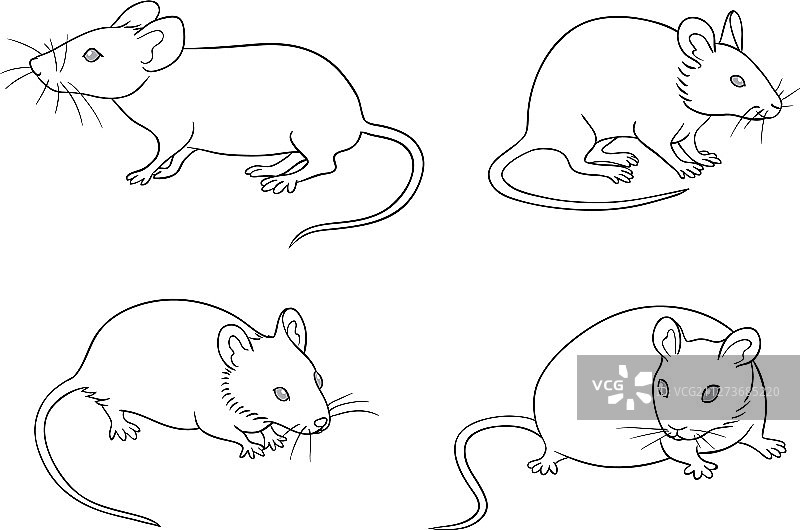 老鼠轮廓图片素材