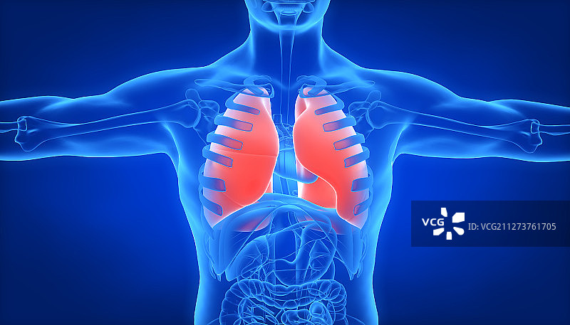 3D人体肺部图片素材