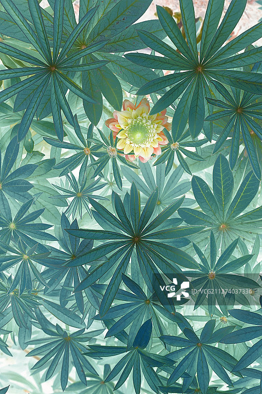 春季复古花朵图案莫兰迪色图片素材