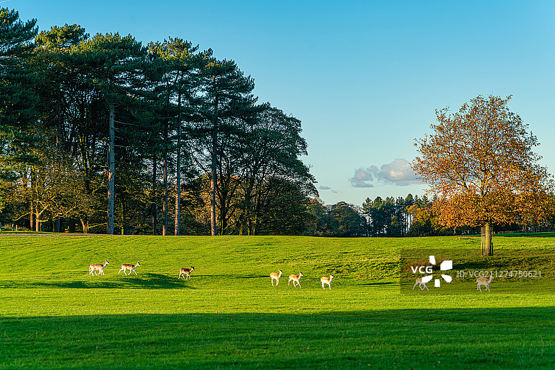 秋季英国柴郡塔顿公园树林草坪上的鹿群图片素材