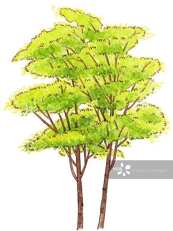 手绘钢笔淡彩绿色树植物树木图片素材