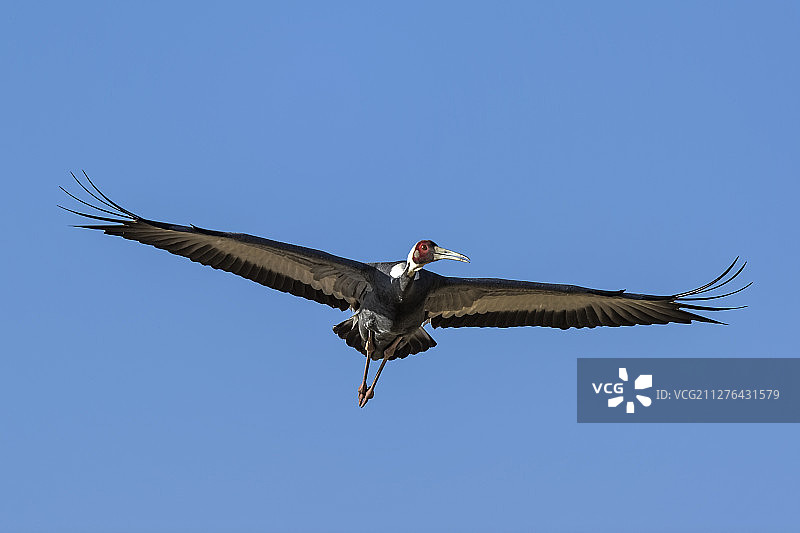 白枕鹤，天鹤，内蒙古，中国图片素材