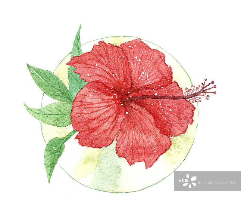 一朵盛开的红色朱瑾花 水彩手绘插画图片素材