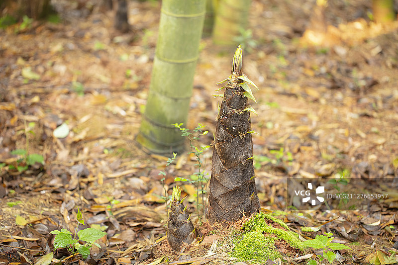 Bamboo shoots growing in the bamboo forest in spring图片素材