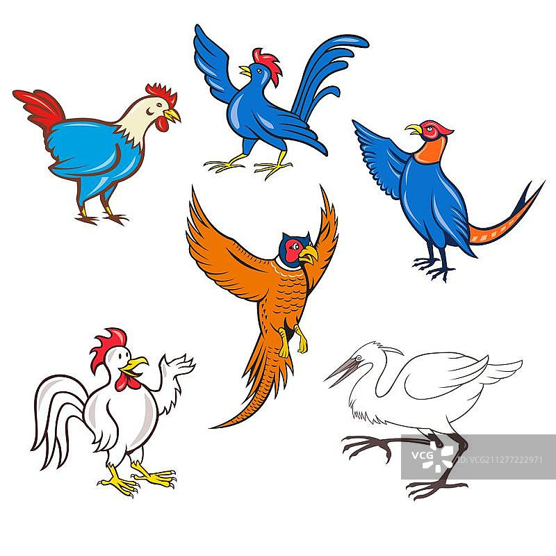 集或收集卡通人物吉祥物风格的插图家禽或鸟类，如鸡，公鸡，鸡，鹤或苍鹭孤立的白色背景。家禽动画设置图片素材