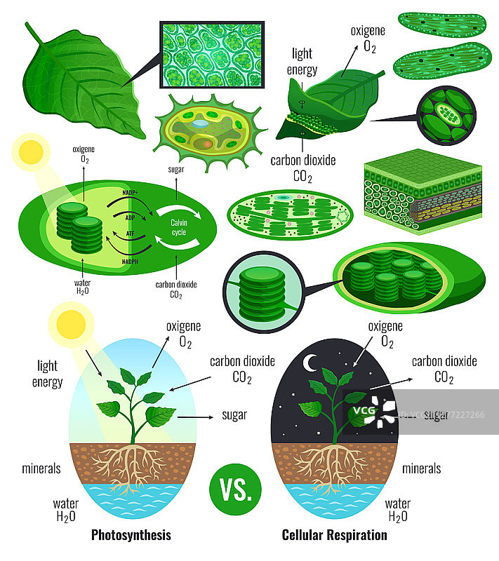 生物光合作用信息图元素与光能转换卡尔文循环方案植物细胞呼吸彩色矢量插图图片素材