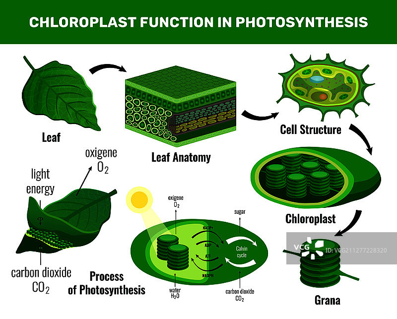 叶绿体将光能转化为糖为绿色植物细胞食物光合作用信息图元素图式向量插图图片素材
