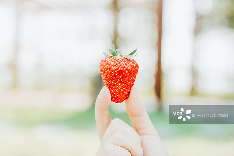 夏日草莓图片素材