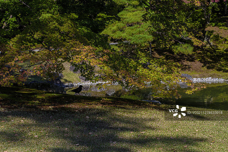 京都仙洞御所的乌鸦图片素材