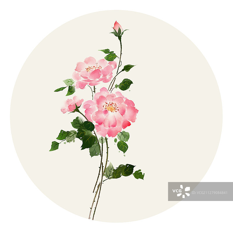 水彩花草插画 野玫瑰图片素材