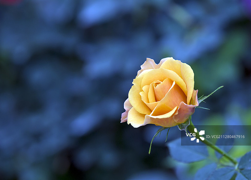 黄色玫瑰花图片素材