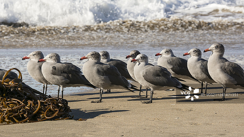 一群海尔曼的海鸥(Larus heermanni)在海滩上，圣克鲁斯，瓜纳卡斯特，哥斯达黎加图片素材