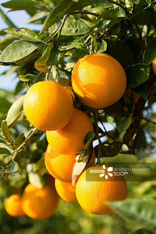 瓦伦西亚橘子树图片素材