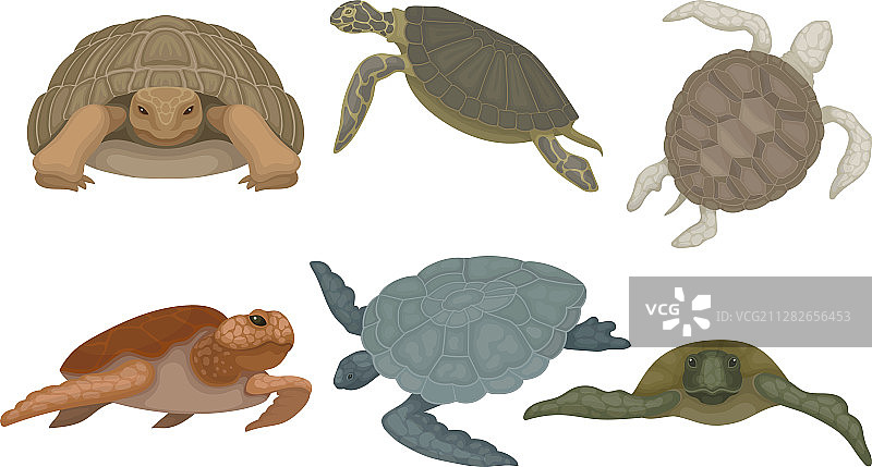 海龟从不同的角度孤立图片素材