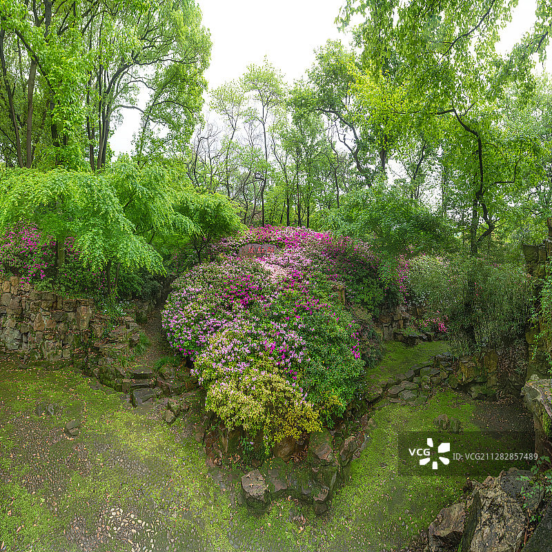 清明时节，江苏无锡中国杜鹃园的醉红坡开满了杜鹃花。图片素材
