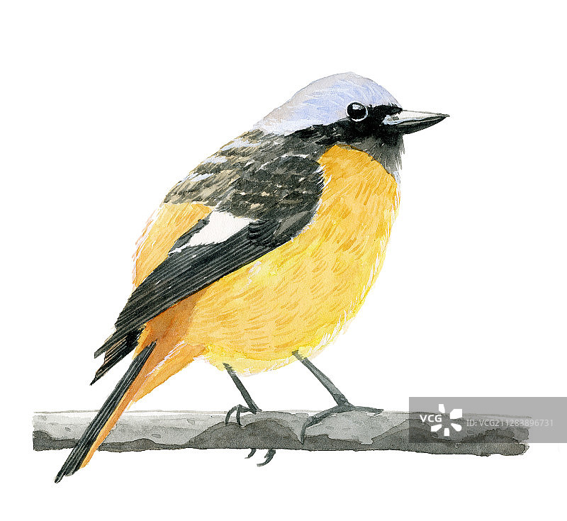一只黄色的小鸟站在树枝上 水彩手绘插画图片素材