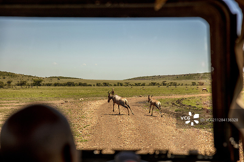 肯尼亚马赛马拉国家保护区，一辆游猎车透过窗户看到的托皮羚羊图片素材