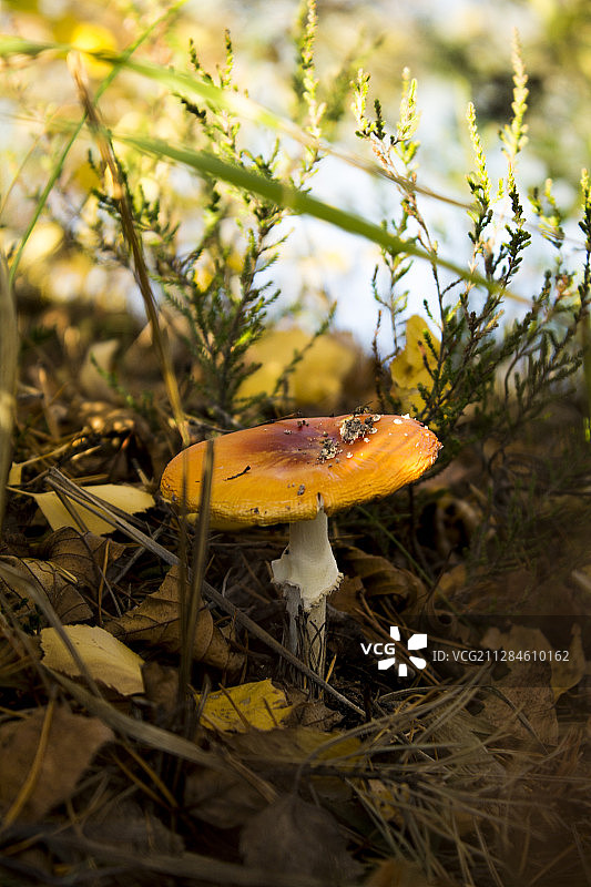特写的橙色木耳蘑菇从鹅伞属在森林，波里，萨塔昆塔，芬兰图片素材