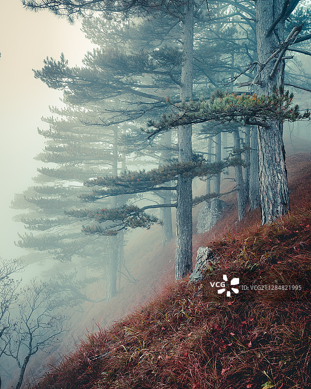 波斯尼亚和黑塞哥维那福卡的秋天，森林雾气蒙蒙的景象图片素材