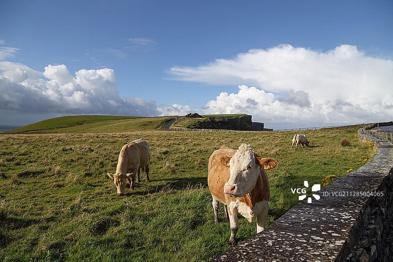 苏格兰牧场里的母牛图片素材