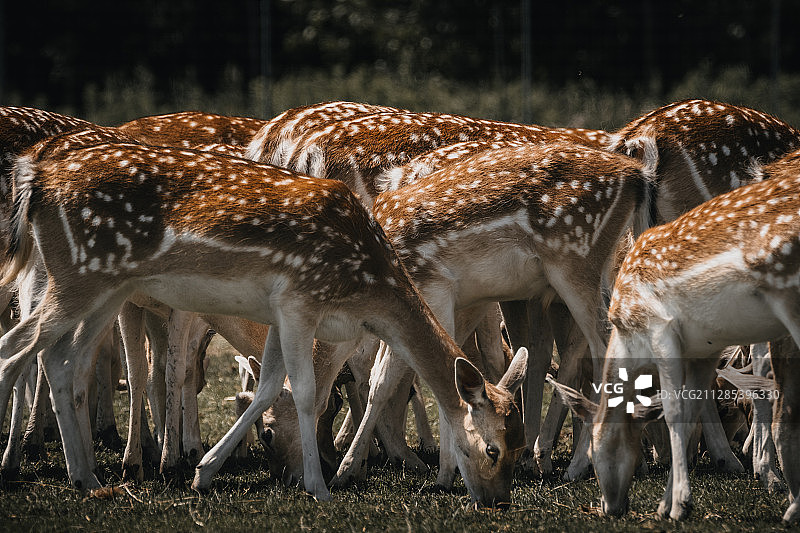 大家族野生鹿，加拿大，汉密尔顿，安大略图片素材
